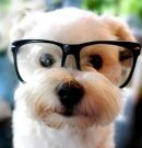 How to test your dog’s eyesight