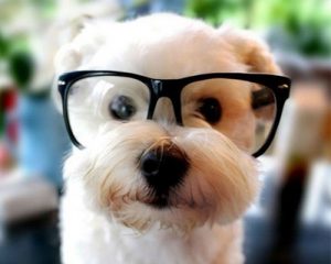 dog-glasses2