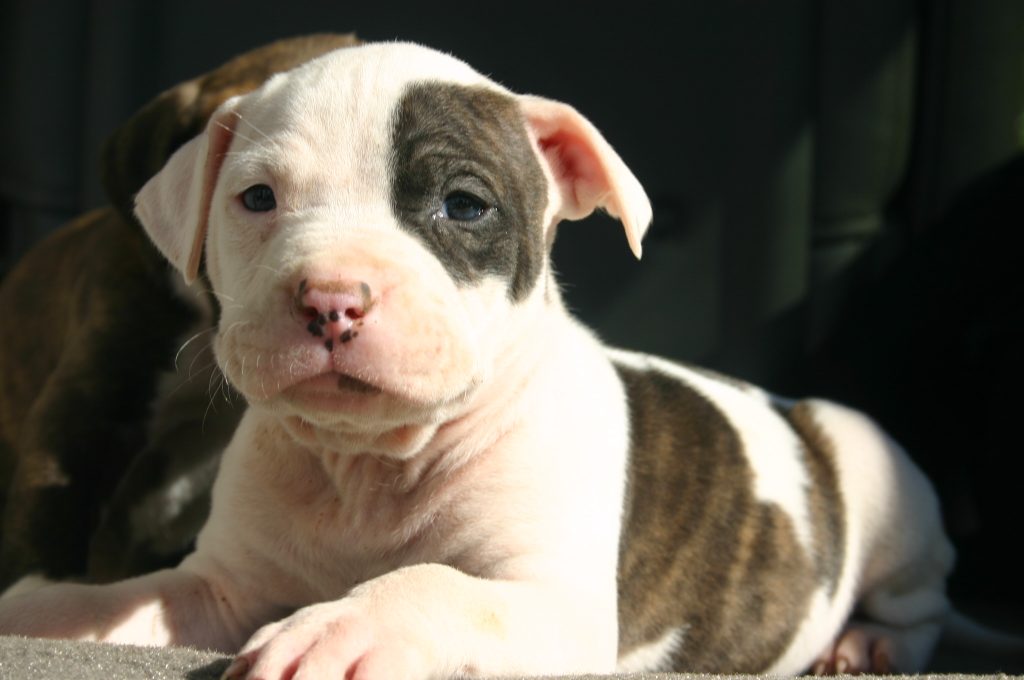 taking care of a pitbull puppy